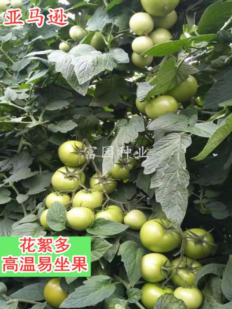 番茄种子露天大叶片口感好高硬度耐裂抗病大田西红柿种子