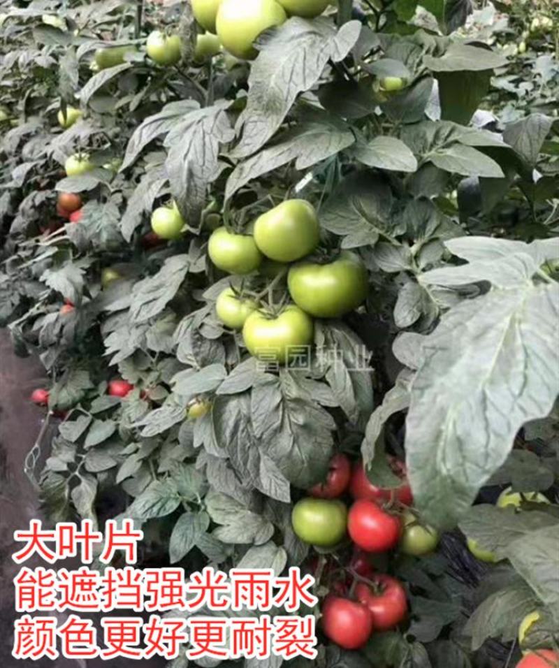 番茄种子露天大叶片口感好高硬度耐裂抗病大田西红柿种子