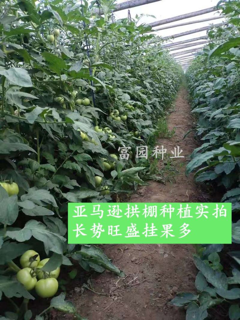 番茄种子露天大叶片口感好高硬度耐裂抗病大田西红柿种子