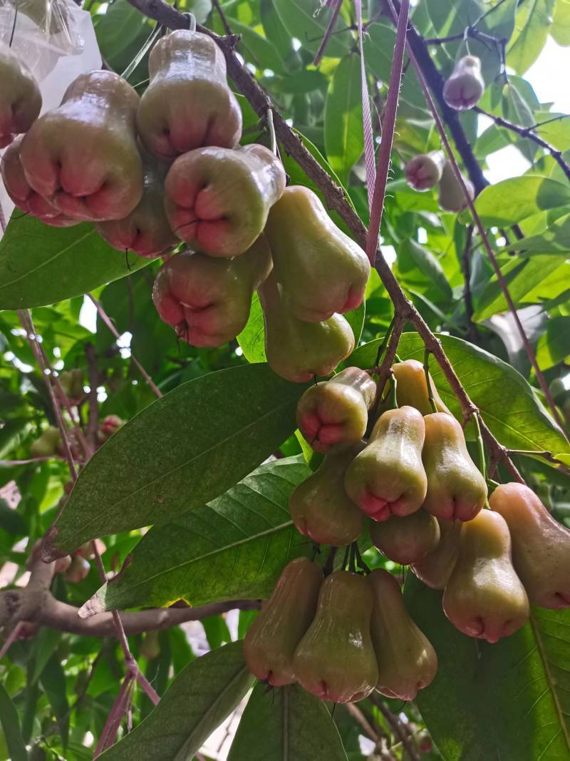 黑金刚莲雾苗芭比莲雾苗大叶红莲雾苗，产地发货大量有苗供应