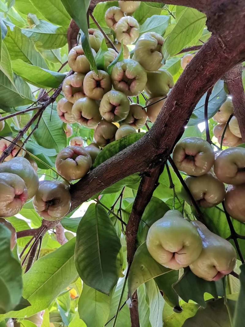 黑金刚莲雾苗芭比莲雾苗大叶红莲雾苗，产地发货大量有苗供应