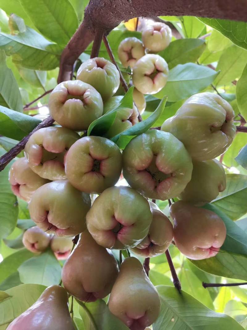 黑金刚莲雾苗芭比莲雾苗大叶红莲雾苗，产地发货大量有苗供应