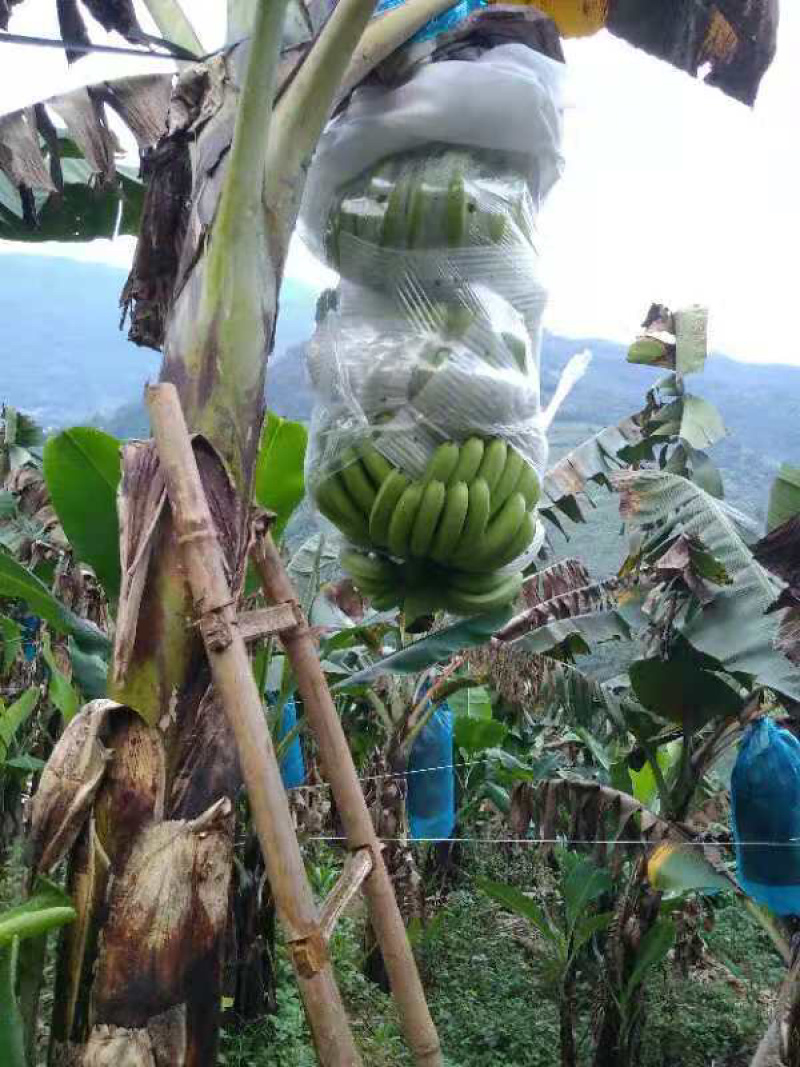 香蕉山地蕉，巴西香蕉品种