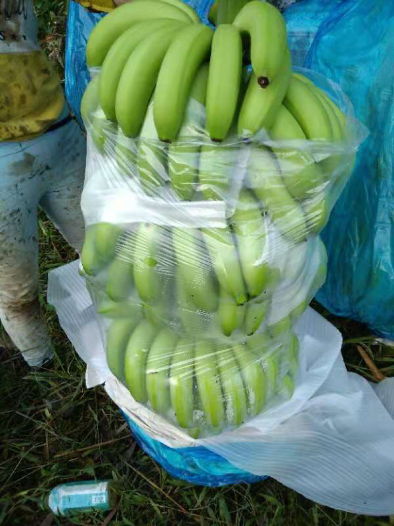 香蕉山地蕉，巴西香蕉品种
