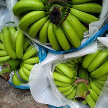 香蕉山地蕉，巴西香蕉品种