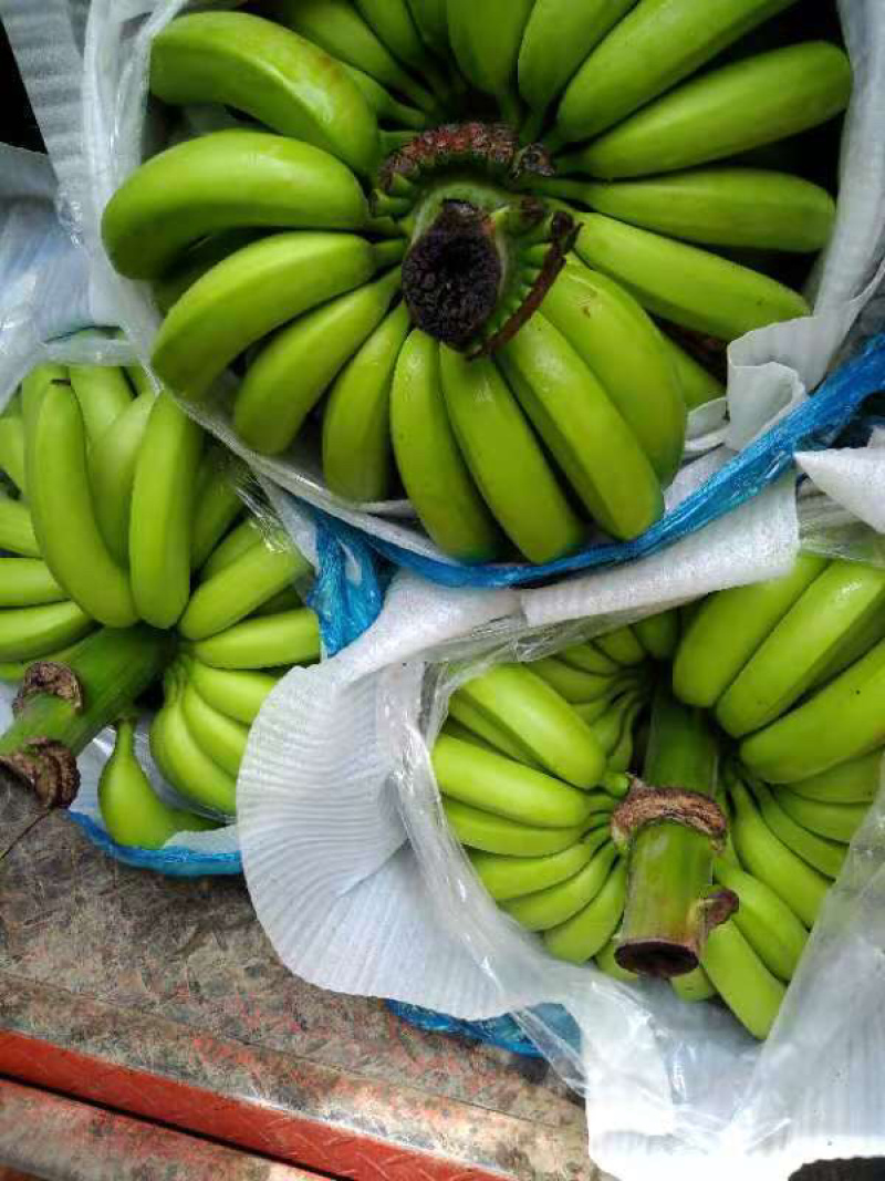 香蕉山地蕉，巴西香蕉品种