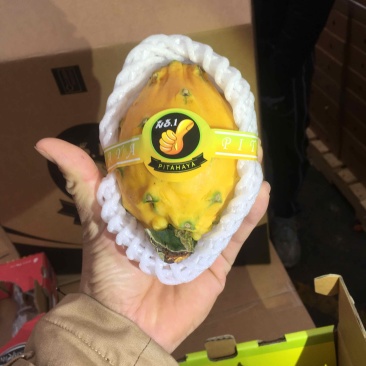 哥伦比亚麒麟果，燕窝果，