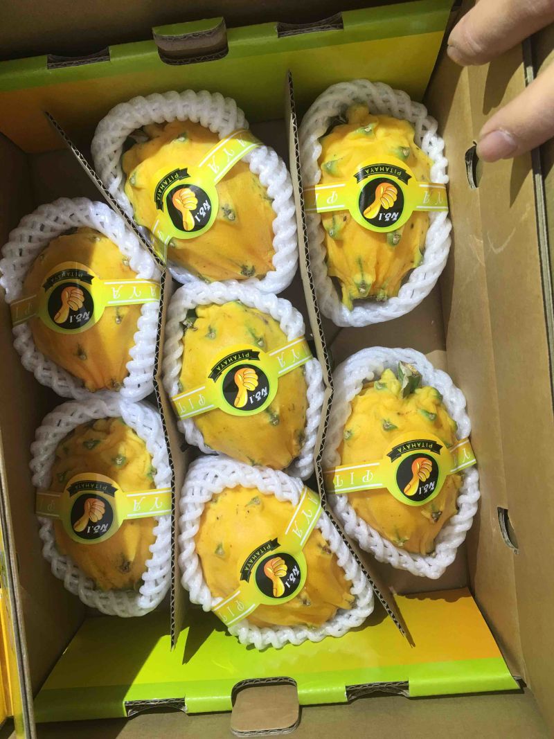 哥伦比亚麒麟果，燕窝果，