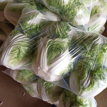 【白菜】新乡小包白菜大量现货菜绿个头均匀全国发货