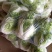【白菜】新乡小包白菜大量现货菜绿个头均匀全国发货