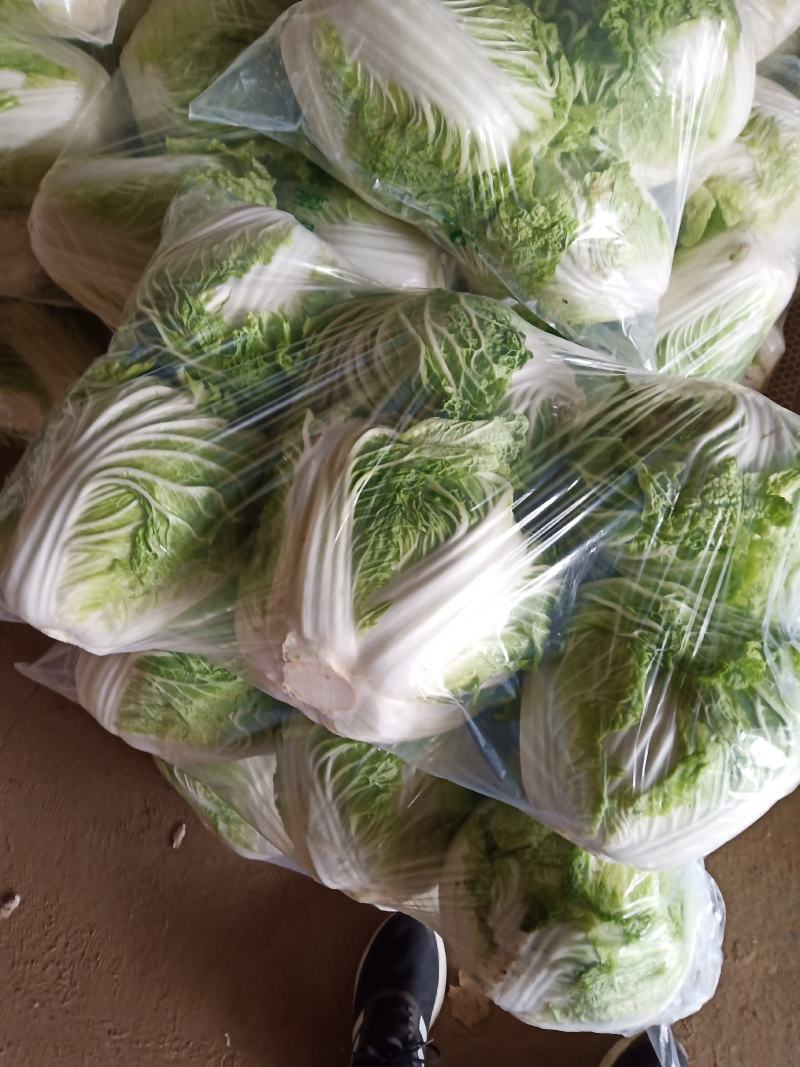 【白菜】新乡小包白菜大量现货菜绿个头均匀全国发货