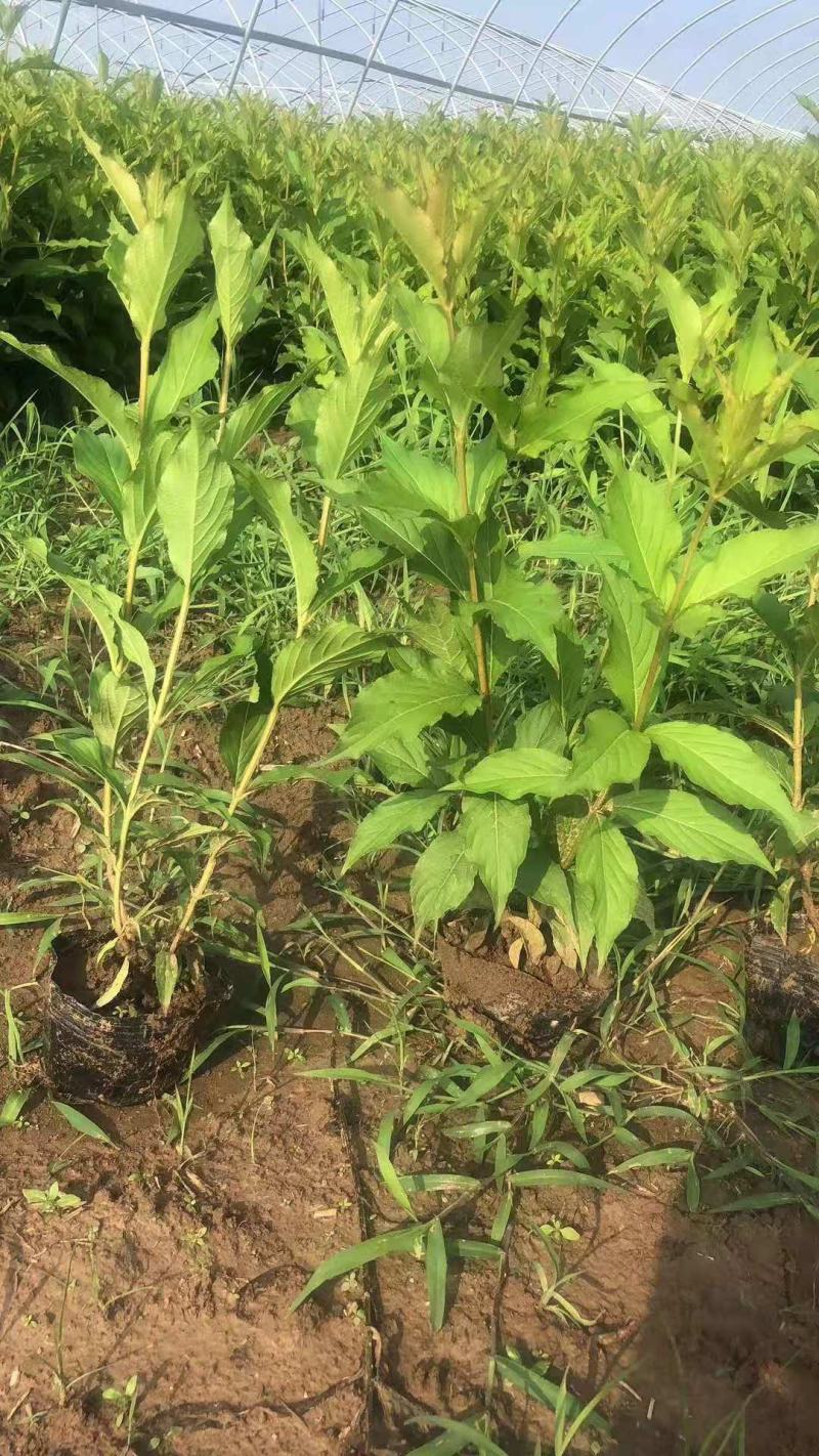 庭院绿化苗木花灌木红王子锦带王子锦带花苗自产自销