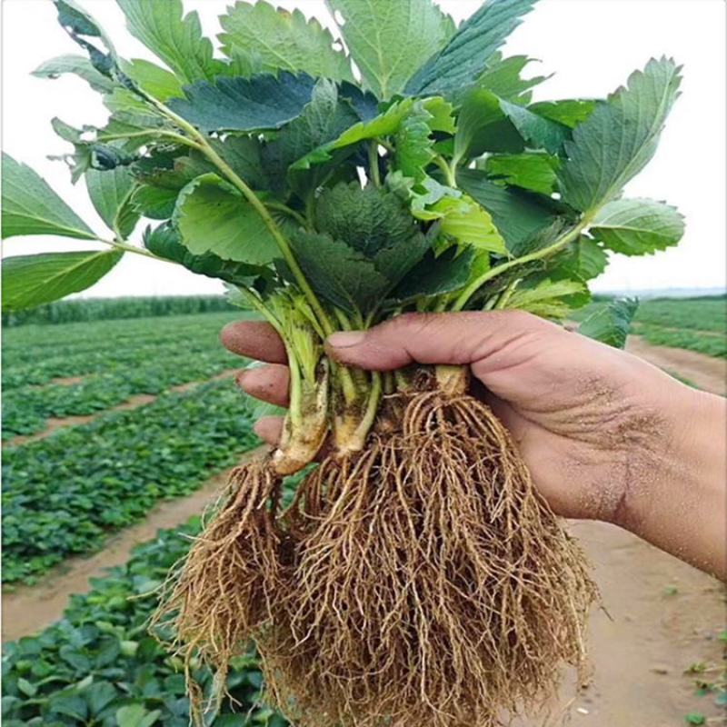 章姬草莓苗基地奶油草莓苗甜查理法兰地妙香七号草莓苗