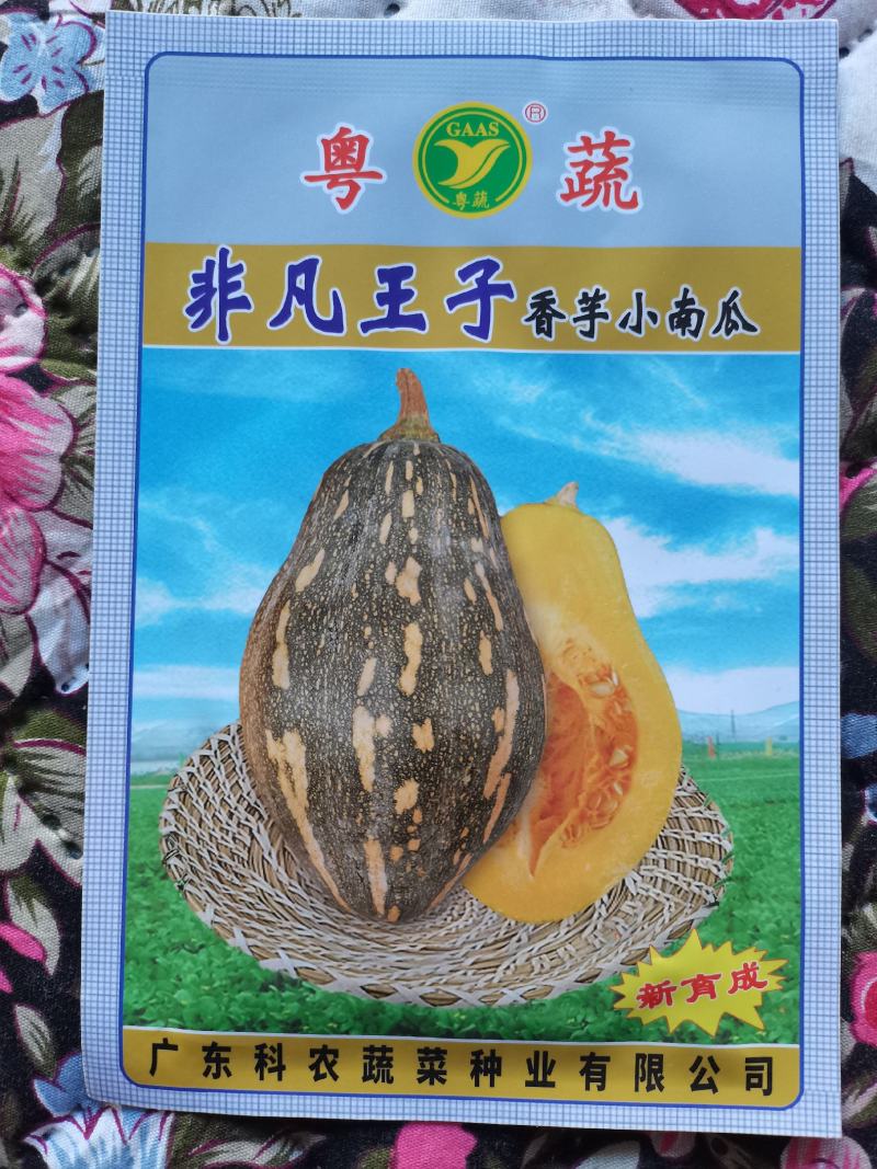 广东科农非凡王子香芋小南瓜