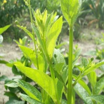 药都直供玄参芽玄参种植指导包回收
