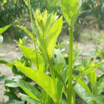 药都直供玄参芽玄参种植指导包回收