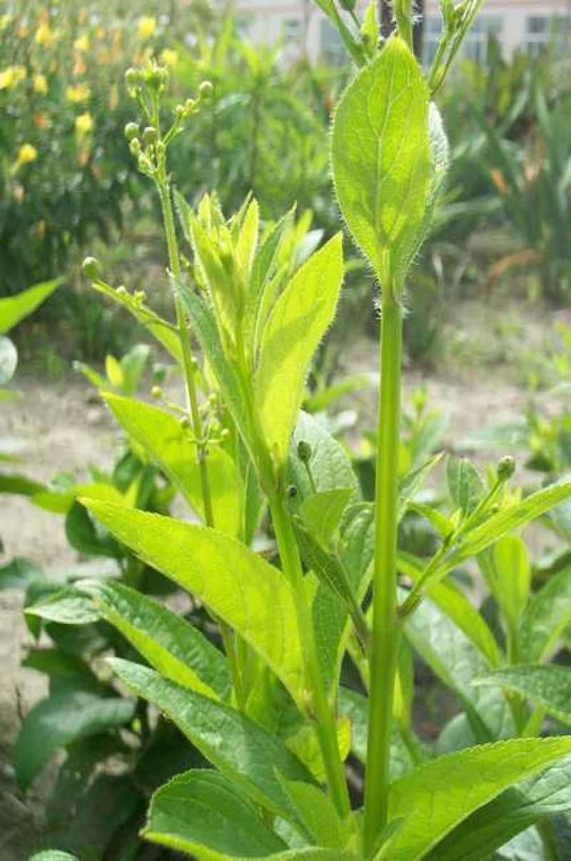药都直供玄参芽玄参种植指导包回收