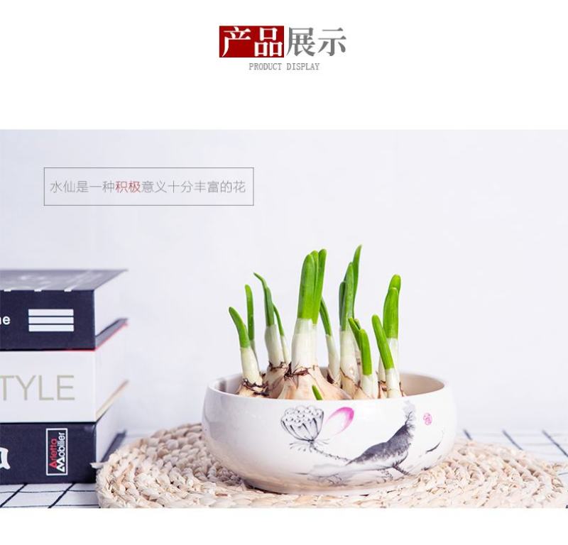 水仙花室内水培花芽盆栽绿植观花植物好养洋水仙冬天开花水