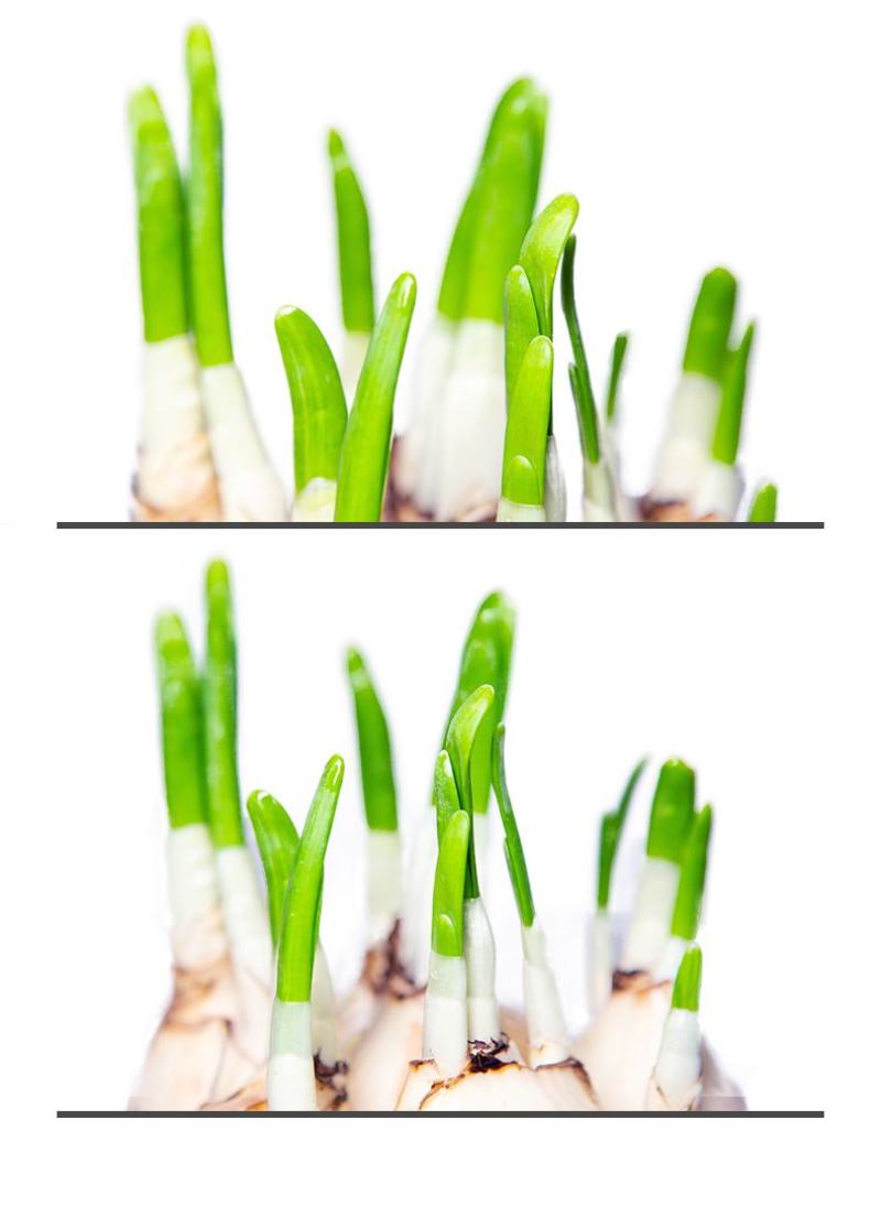 水仙花室内水培花芽盆栽绿植观花植物好养洋水仙冬天开花水