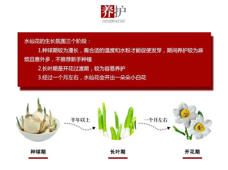 水仙花室内水培花芽盆栽绿植观花植物好养洋水仙冬天开花水