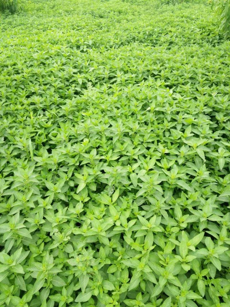 食用薄荷，种植回收指导，饮片个子供应药厂货