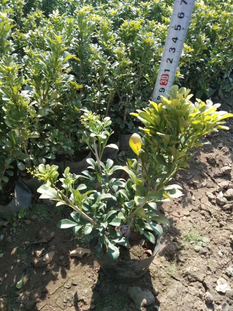 米兰米仔兰七斤袋红盘球形各种规格基地大量现货