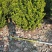 米兰米仔兰七斤袋红盘球形各种规格基地大量现货