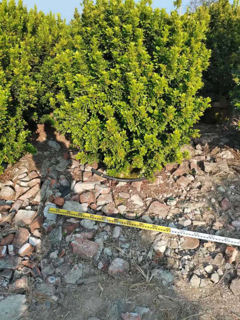 米兰米仔兰七斤袋红盘球形各种规格基地大量现货