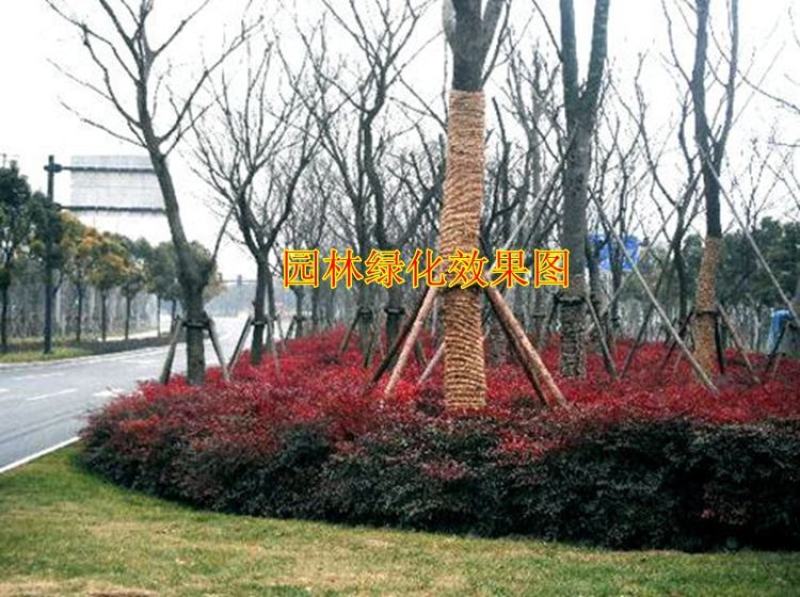 火焰南天竹子树苗盆栽庭院植物南天竺蓝天竹盆景室外耐寒绿化