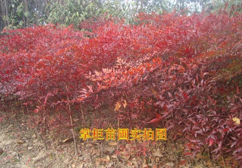 火焰南天竹子树苗盆栽庭院植物南天竺蓝天竹盆景室外耐寒绿化