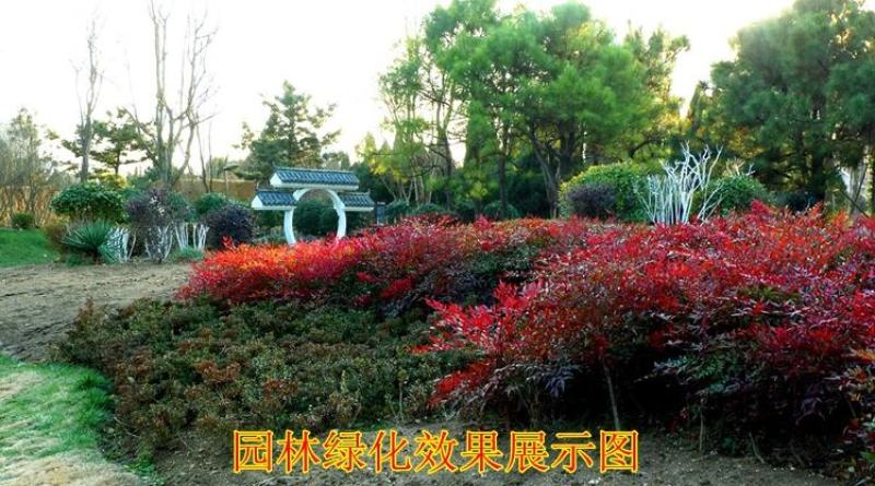 火焰南天竹子树苗盆栽庭院植物南天竺蓝天竹盆景室外耐寒绿化