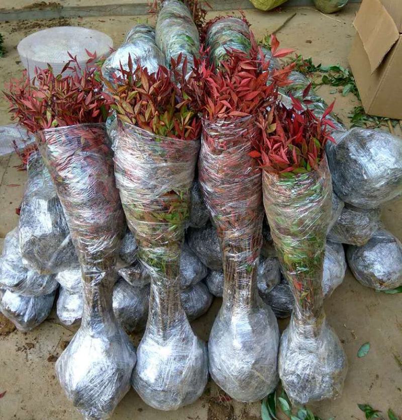火焰南天竹子树苗盆栽庭院植物南天竺蓝天竹盆景室外耐寒绿化