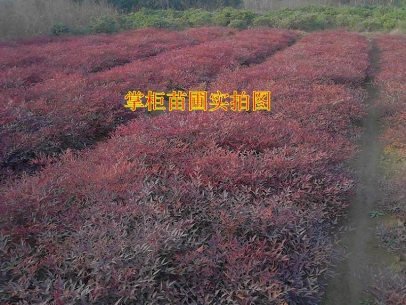火焰南天竹子树苗盆栽庭院植物南天竺蓝天竹盆景室外耐寒绿化