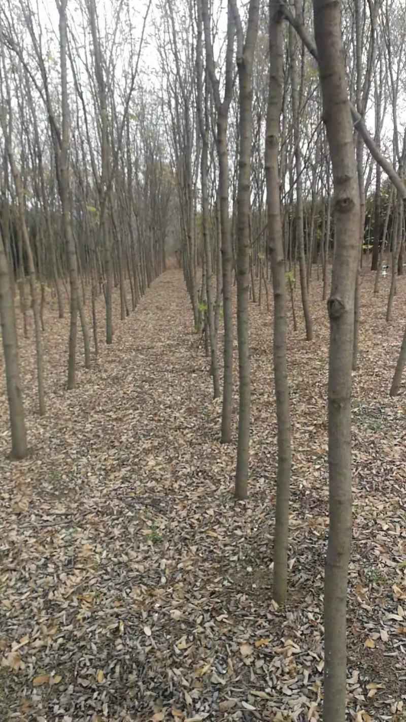 香花槐基地！紫穗槐基地！刺槐基地！量大从优！