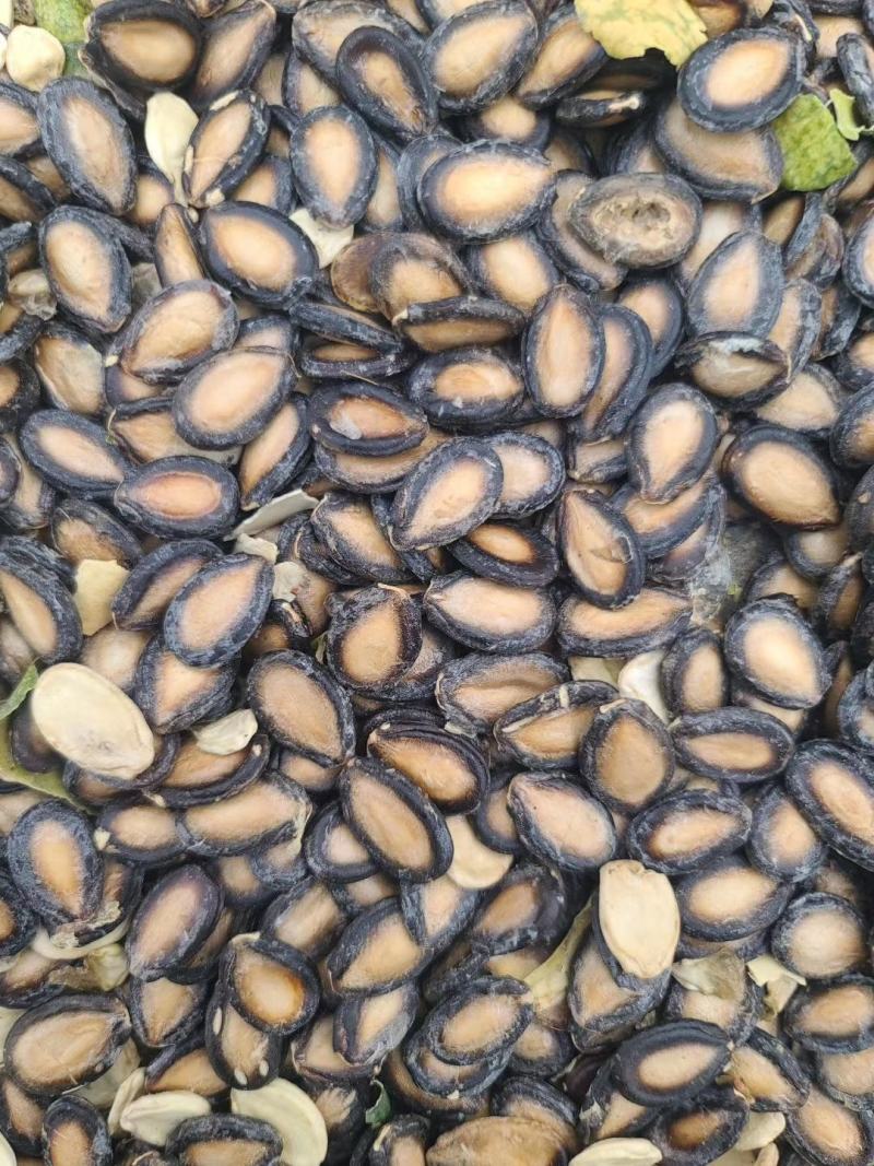 黑瓜子批发甘肃玉门瓜子种植大板瓜子黑瓜子产地批发
