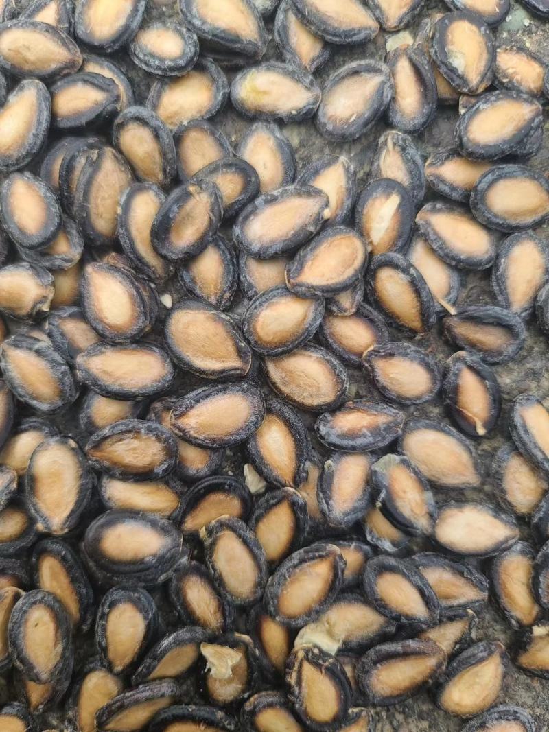 黑瓜子批发甘肃玉门瓜子种植大板瓜子黑瓜子产地批发