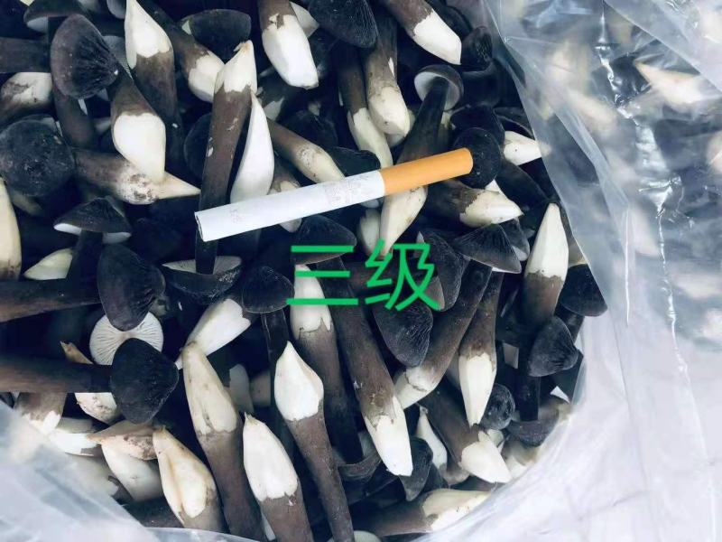 鲜品黑皮鸡枞大量现货，量大可议价