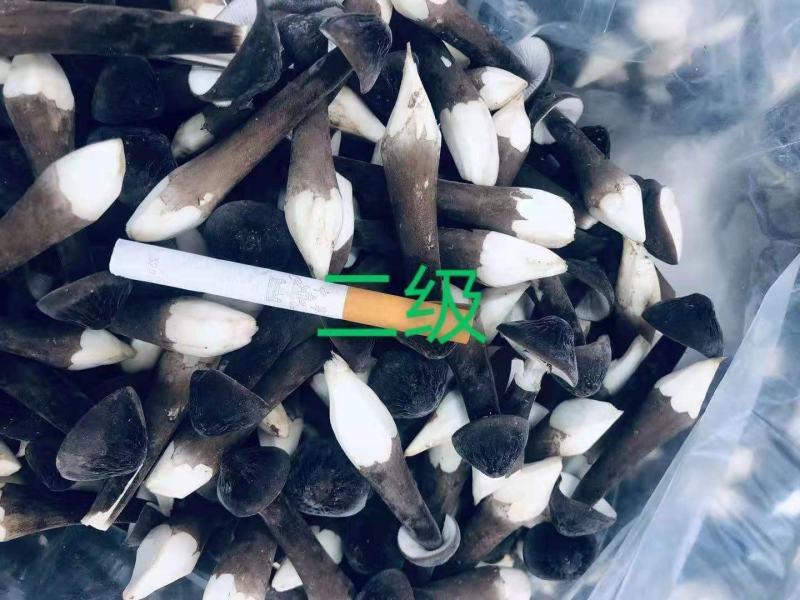 鲜品黑皮鸡枞大量现货，量大可议价