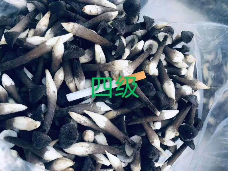 鲜品黑皮鸡枞大量现货，量大可议价