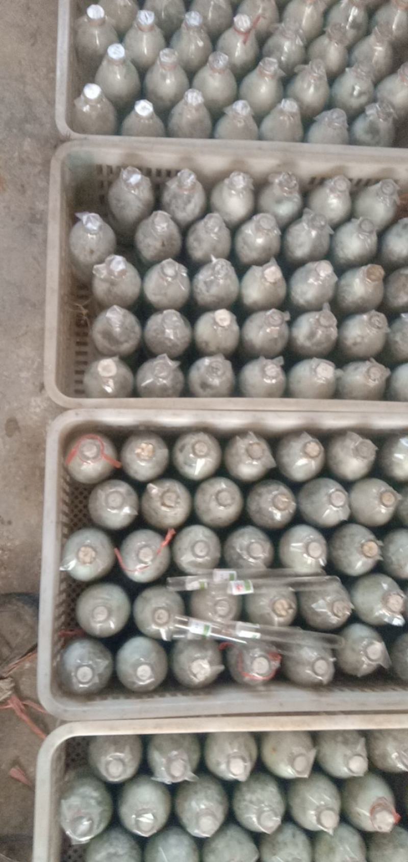 食用菌高产优质抗虫菌棒，划口直出菇，优质菌棒