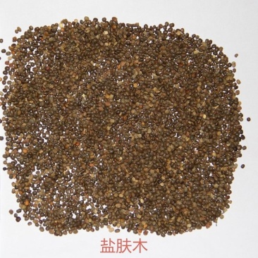 盐肤木种子蜜源树种子别名五倍子种子花木林木苗木种子