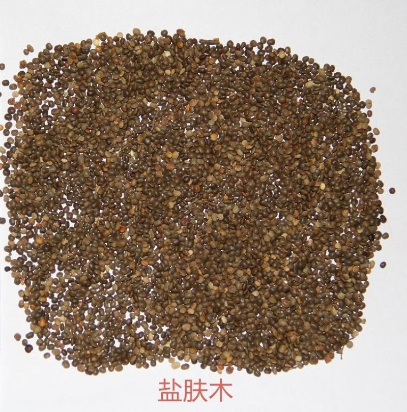 盐肤木种子蜜源树种子别名五倍子种子花木林木苗木种子