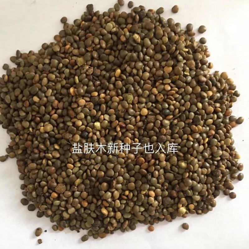 盐肤木种子蜜源树种子别名五倍子种子花木林木苗木种子