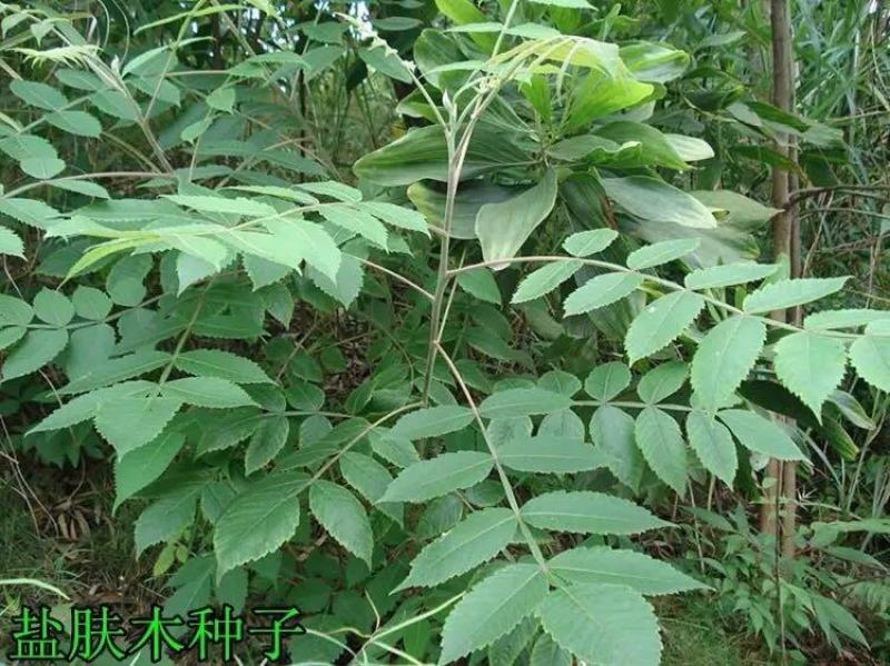 盐肤木种子蜜源树种子别名五倍子种子花木林木苗木种子