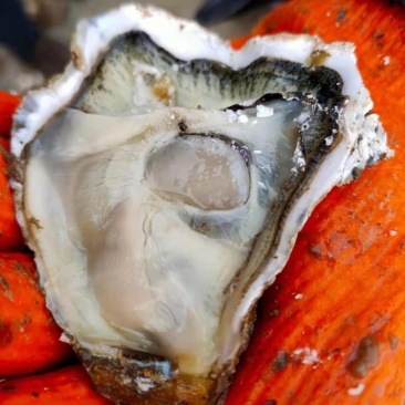 1.5-4统货泥货肥度8成5.7发