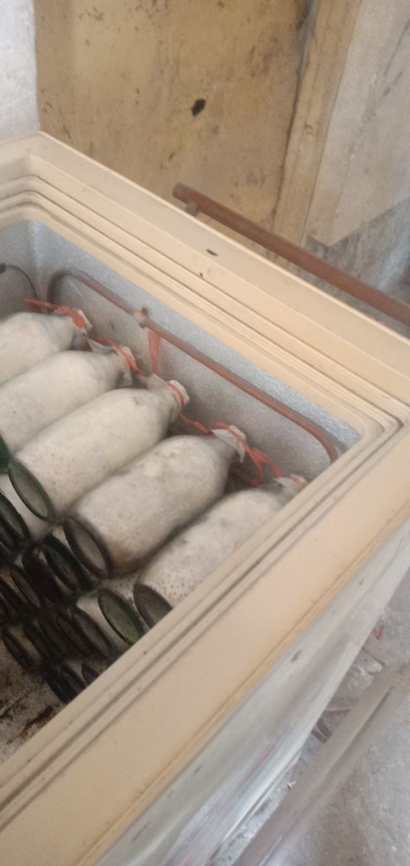 食用菌菌种高产优质抗虫菌种，划口直出菇，全年大量供应菌种