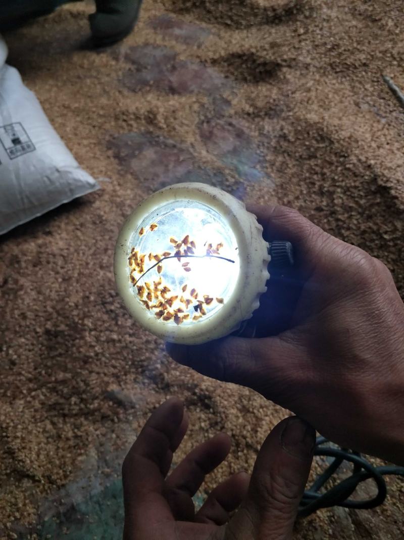 水杉种子，当年水杉新种子，发芽率90%。