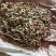 水杉种子，当年水杉新种子，发芽率90%。
