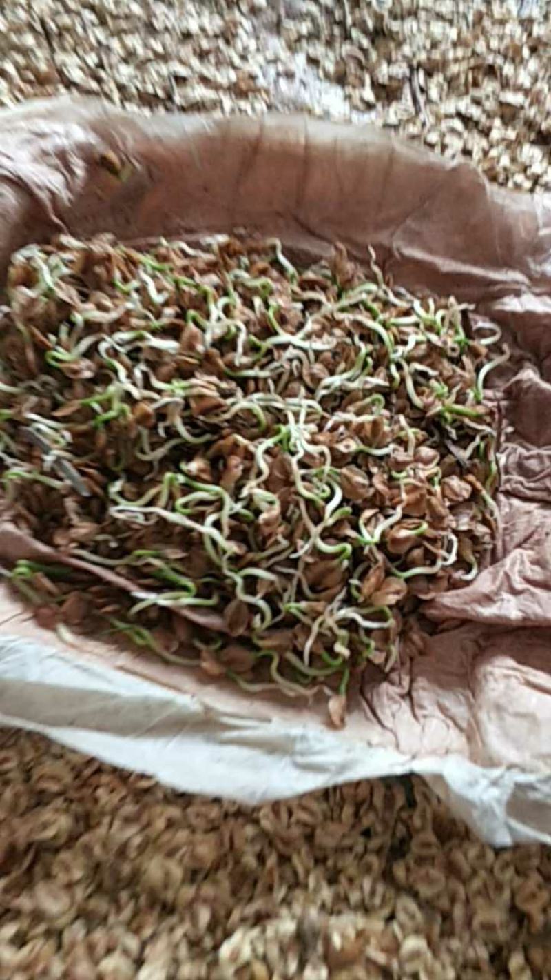 水杉种子，当年水杉新种子，发芽率90%。