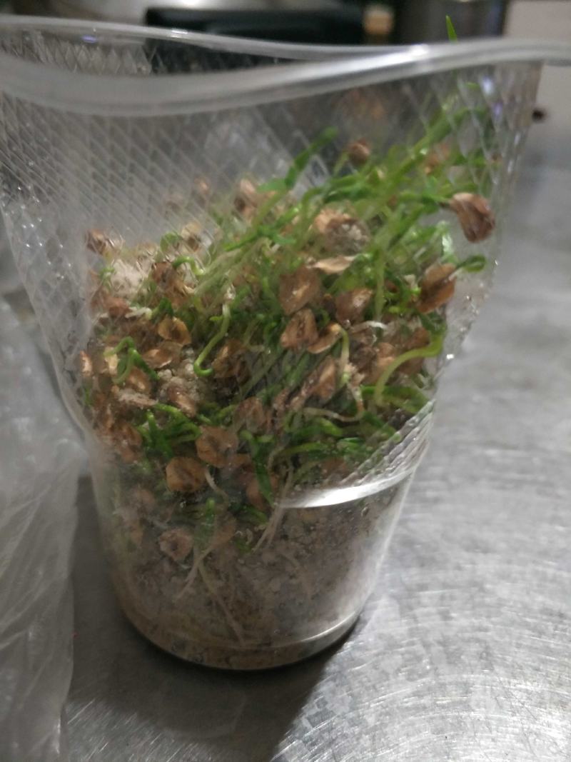水杉种子，当年水杉新种子，发芽率90%。